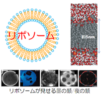 リポソーム